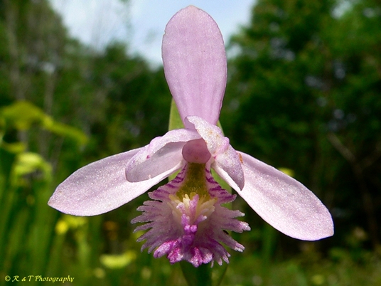 {Pogonia ophioglossoides}